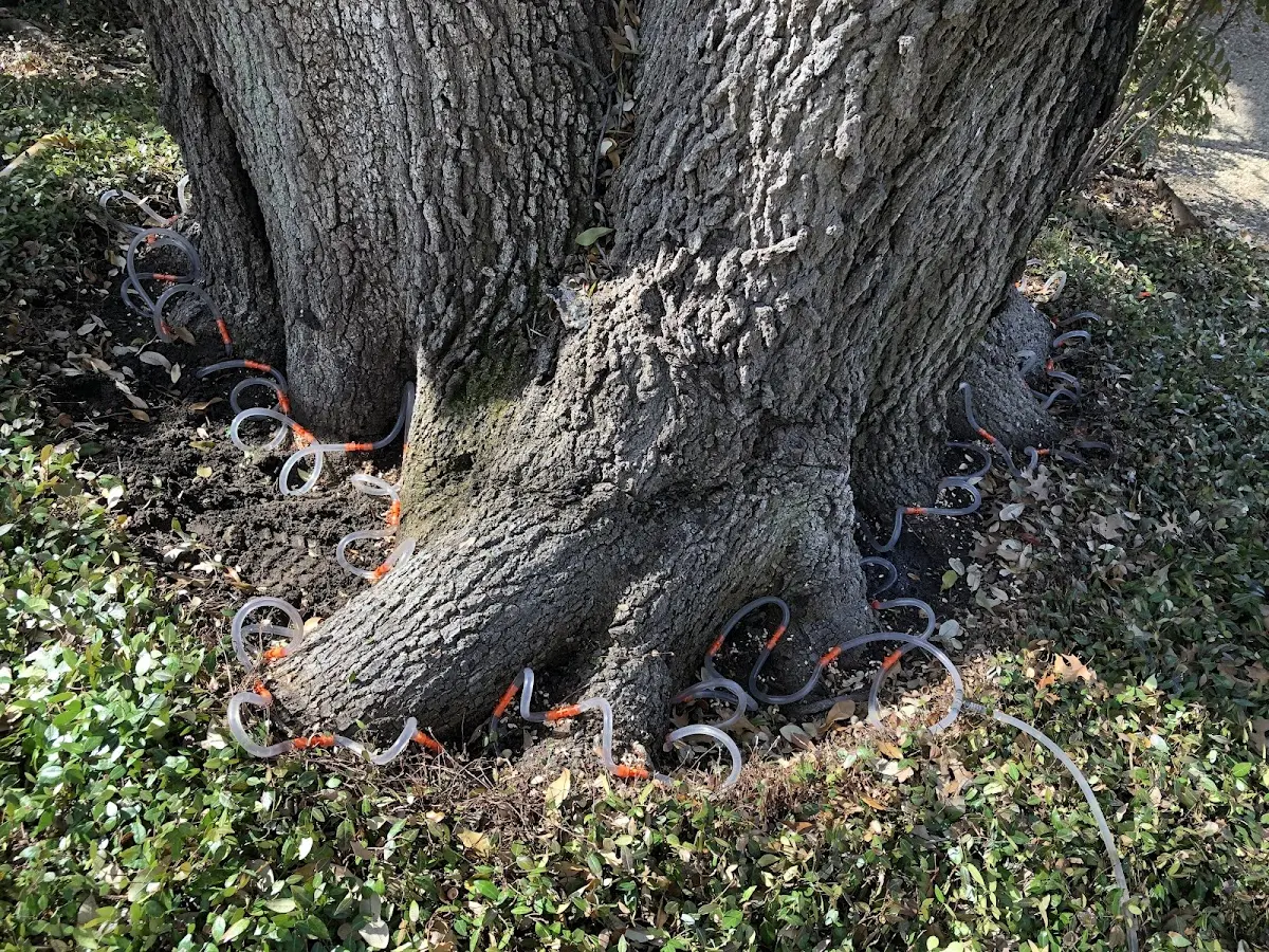 Detailed Tree Cabling and Bracing job site in Tennyson