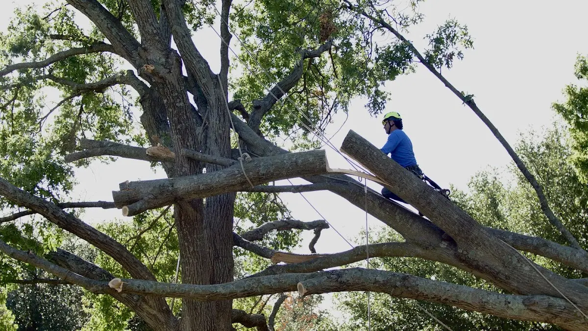 Professional Hazardous Tree Removal performed by certified arborists in Tennyson