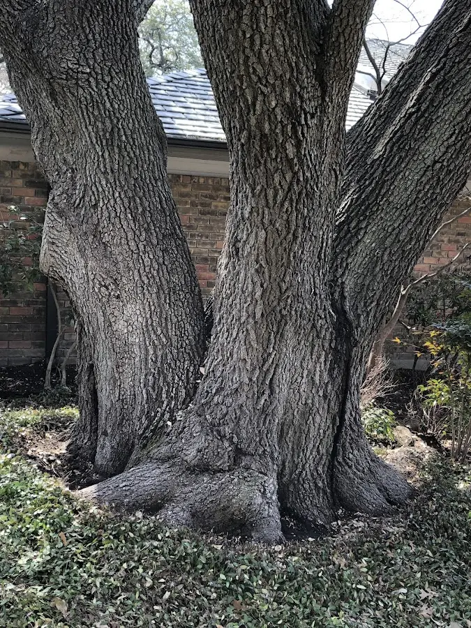 Mature heritage tree close to a Tennyson property cared for by certified arborists