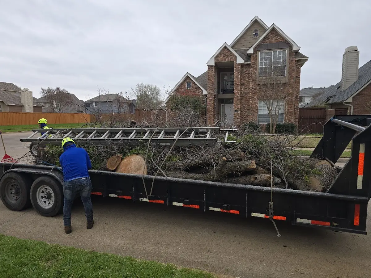 Expert Tree Fertilization with proper safety equipment in Tennyson